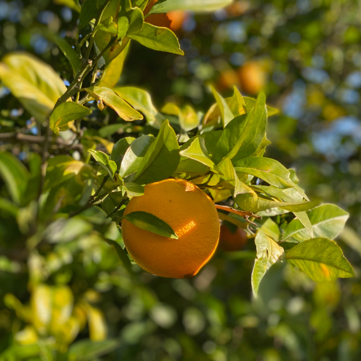 Cassetta Mista Arance e Clementine