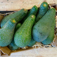 Avocado Pinkerton Bio Siciliano