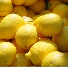 Limoni Biologici