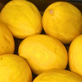 Melone Giallo Bio