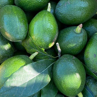 Avocado Ettinger Bio Siciliano